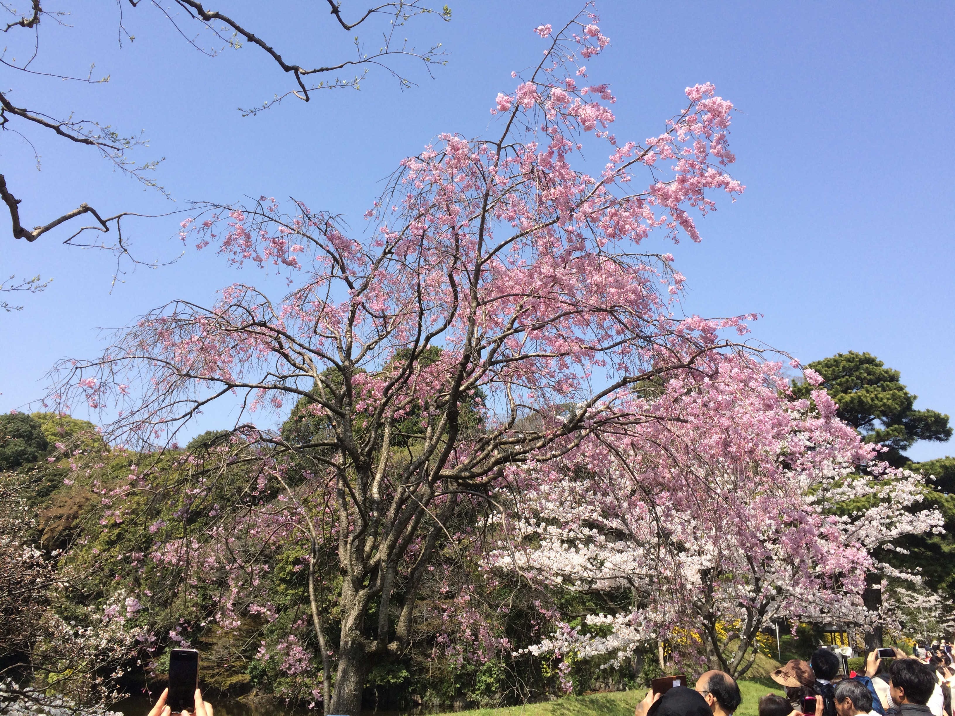 皇居乾通り　桜